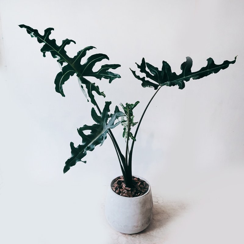 菩提观音莲 - 植栽/盆栽 - 植物．花 灰色