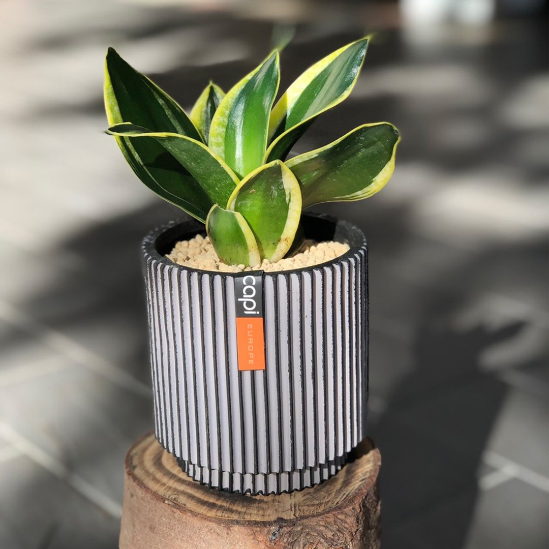 净化空气 优雅虎尾兰小盆栽 | 居家办公好伙伴 WFH - 植栽/盆栽 - 植物．花 绿色