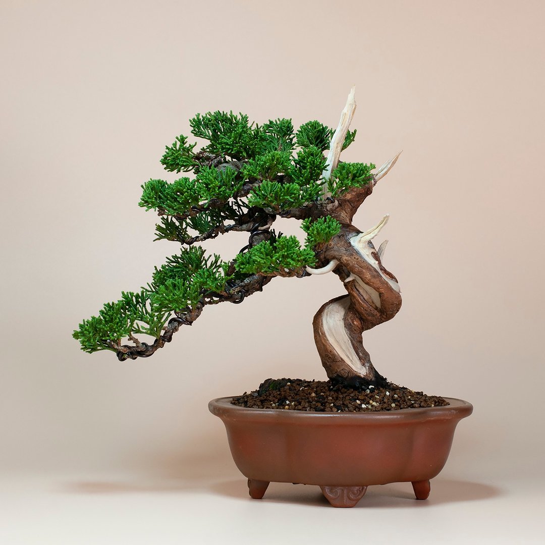 【空间摆设】系鱼川真柏 精致盆景 送礼植栽 - 植栽/盆栽 - 植物．花 