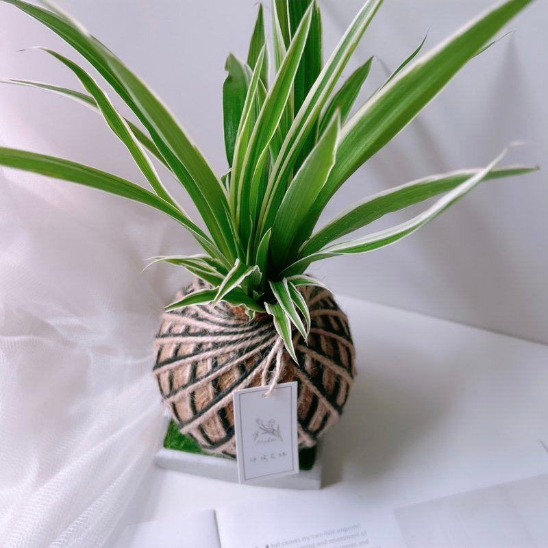 小苔球 吊兰 植栽 净化空气 - 植栽/盆栽 - 植物．花 