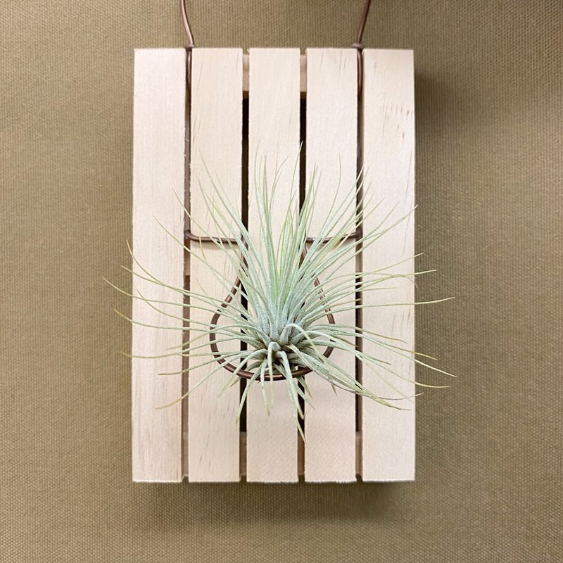 迷你木栈板与空气凤梨 - 红宝石、小精灵、女王头 - 植栽/盆栽 - 植物．花 