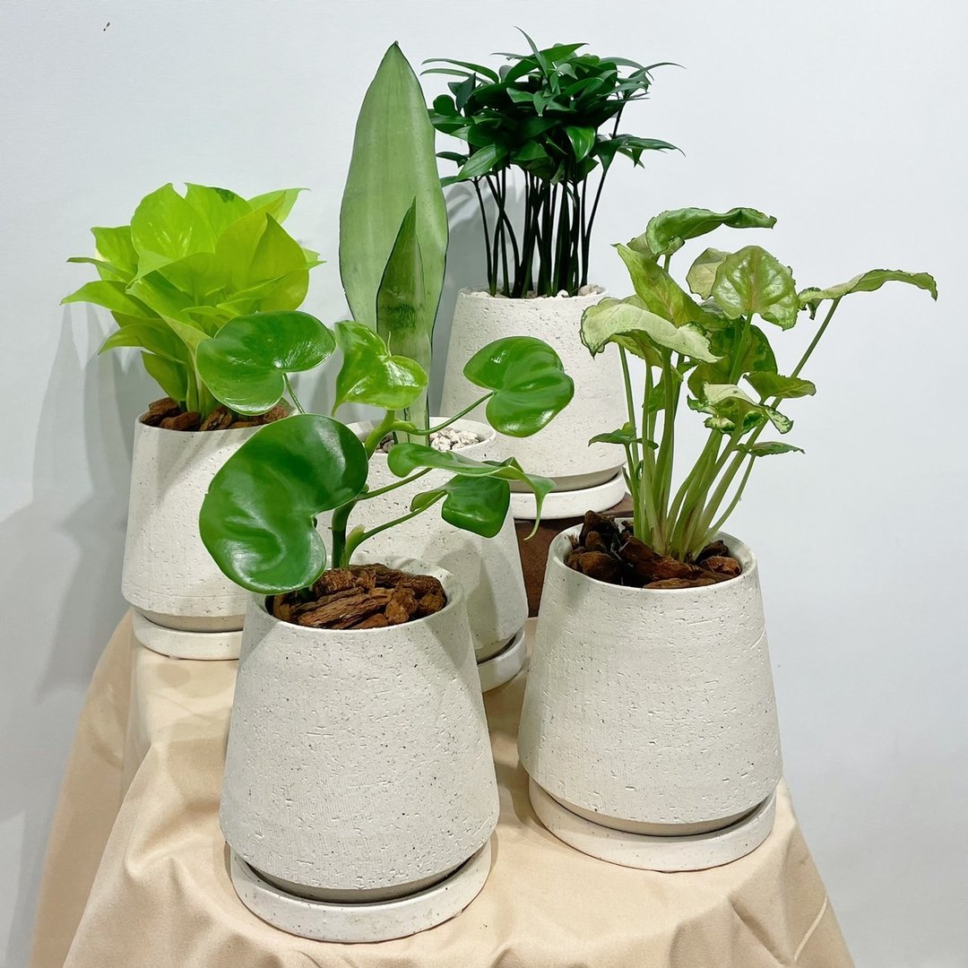 室内小盆栽|桌上小物/合果芋/银后虎尾兰/黄金葛/竹柏/爱心蔓 - 植栽/盆栽 - 植物．花 