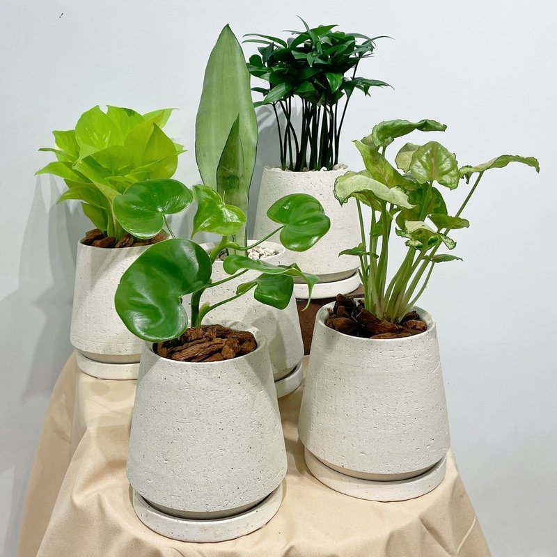 室内小盆栽|桌上小物/合果芋/银后虎尾兰/黄金葛/竹柏/爱心蔓 - 植栽/盆栽 - 植物．花 