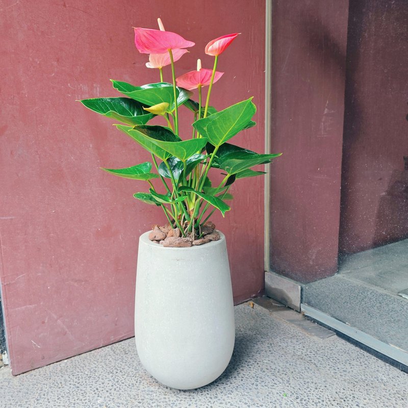 开幕首选盆栽-小水磨款火鹤花 - 植栽/盆栽 - 植物．花 