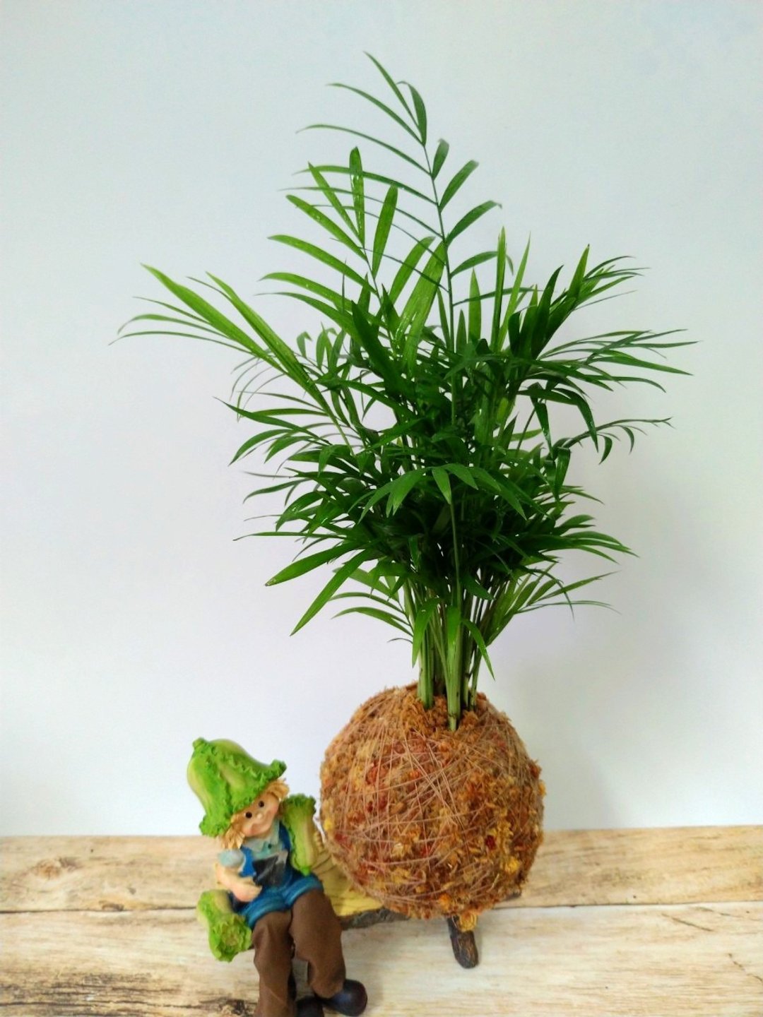 居家幸福苔球 苔玉 智利原色水苔 五行幸运植物 袖珍椰子 - 植栽 - 植物．花 