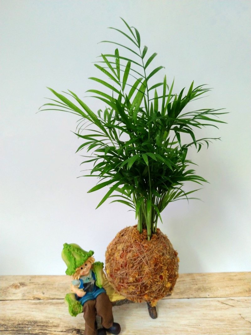 居家幸福苔球 苔玉 智利原色水苔 五行幸运植物 袖珍椰子 - 植栽 - 植物．花 