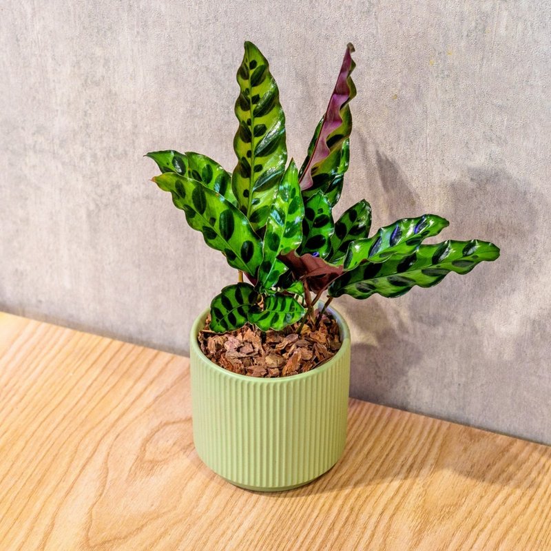 箭羽竹芋 莫兰迪色系直纹陶盆 室内植物 观叶植物 礼物 盆栽 - 植栽/盆栽 - 植物．花 绿色