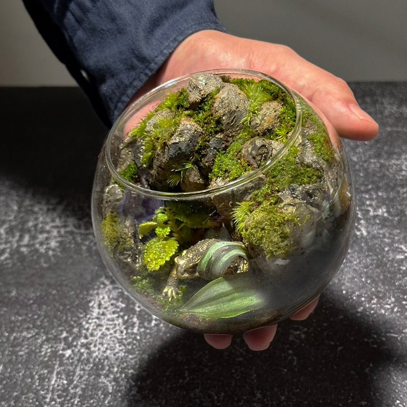 金蟾财蜍 / 主题性定制化造景生态盆 - 植栽/盆栽 - 植物．花 