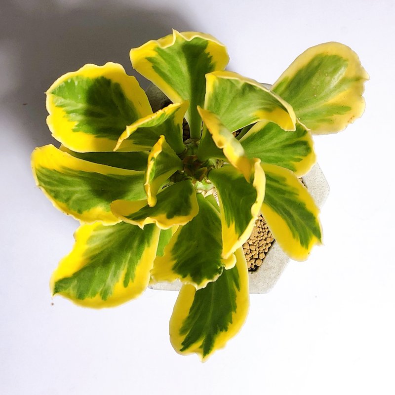 / 现品贩售 / 大六角盆 单刺麒麟锦 - 植栽/盆栽 - 植物．花 灰色