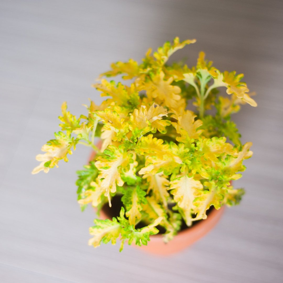 小手指彩叶草 | 新手盆栽 | 居家 | 办公室 - 植栽/盆栽 - 植物．花 黄色