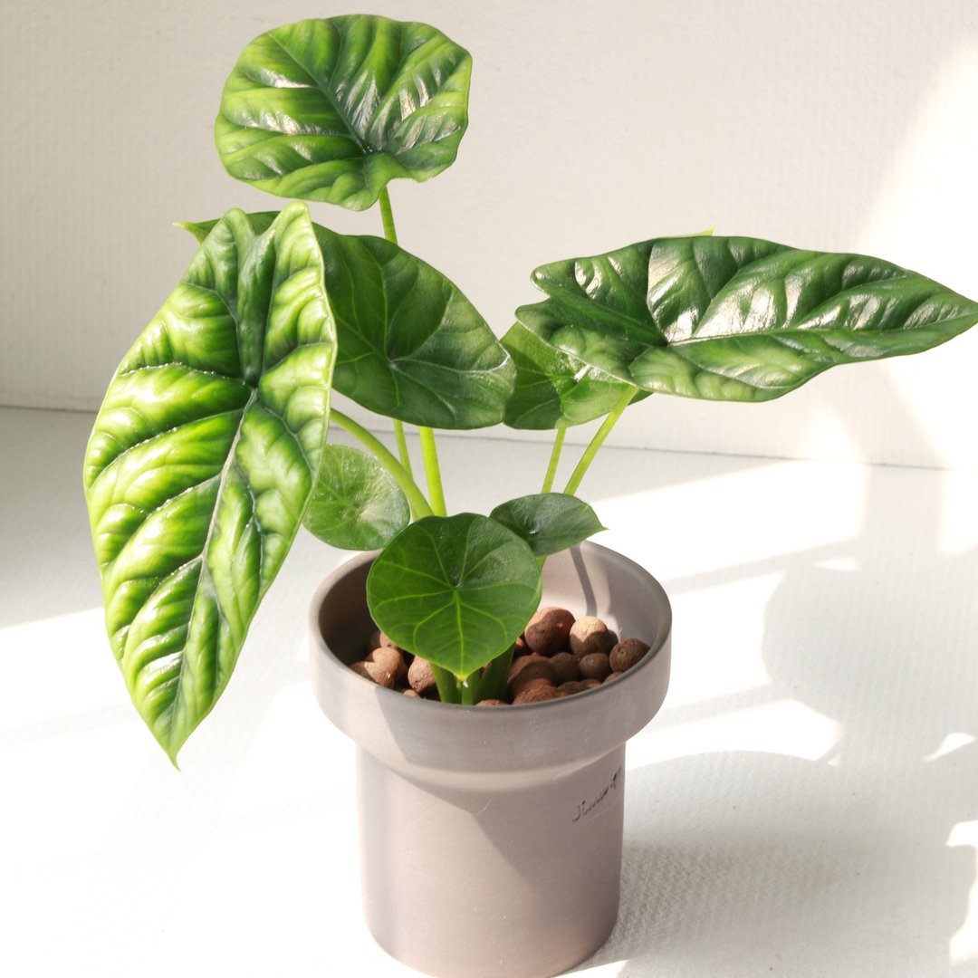 植栽 盆栽 l 凹凸观音莲(中盆) 韩国设计烟囱花盆 室内植物 散光 - 植栽/盆栽 - 陶 