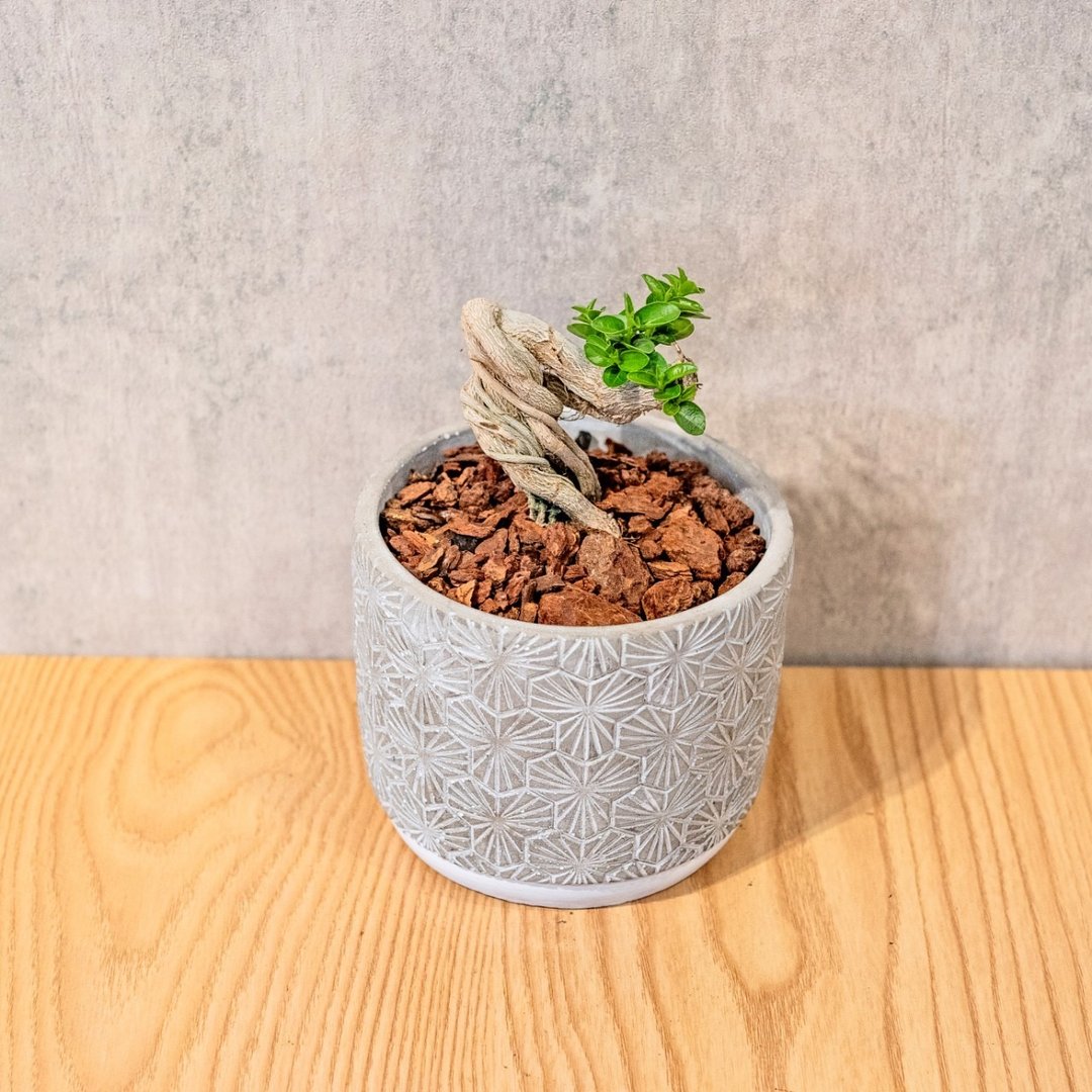 寿娘子 5寸水泥盆三叶草纹图形风格 桌上型室内植物推荐 - 植栽/盆栽 - 植物．花 