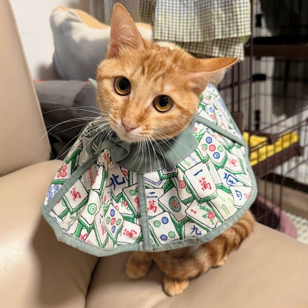 麻雀布料猫咪专用头套 防抓防舔 伊莉莎白项圈 - 衣/帽 - 棉 多色