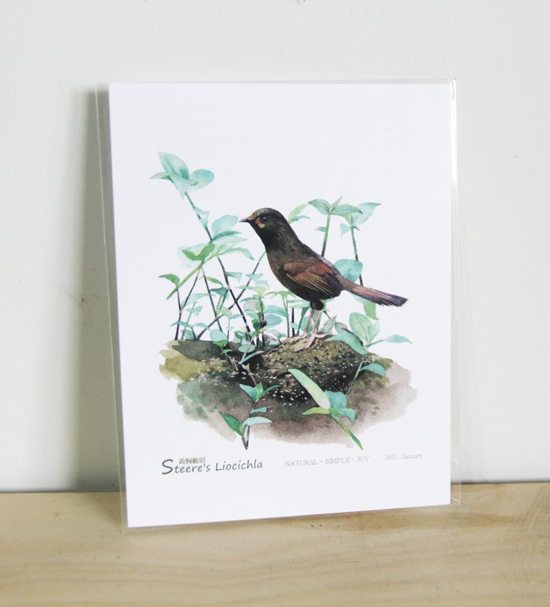 湘-NSJ 手绘明信片 黄胸薮眉 - 卡片/明信片 - 纸 多色