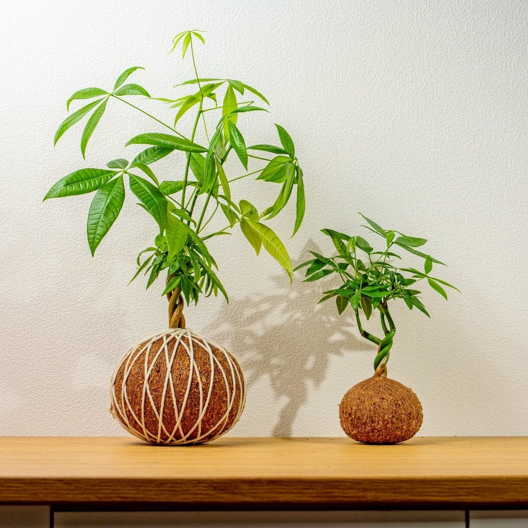 苔球植物 马拉巴栗大水苔球 苔玉 适合室内植物 办公室植物 礼物 - 植栽/盆栽 - 陶 绿色