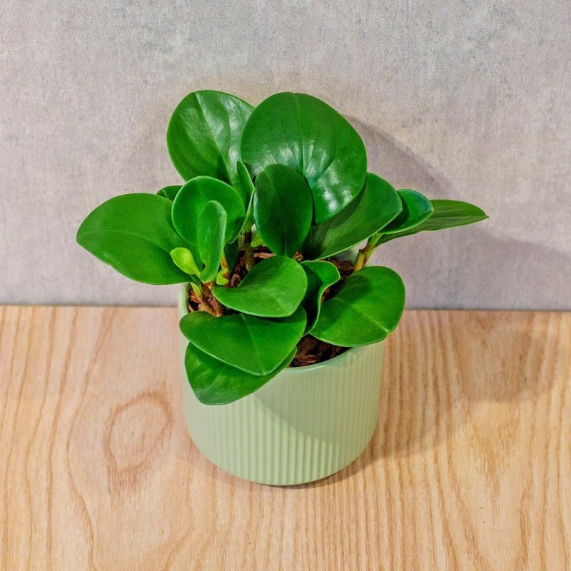 圆叶椒草 莫兰迪色系直纹陶盆 室内植物 观叶植物 礼物 盆栽 - 植栽/盆栽 - 植物．花 绿色