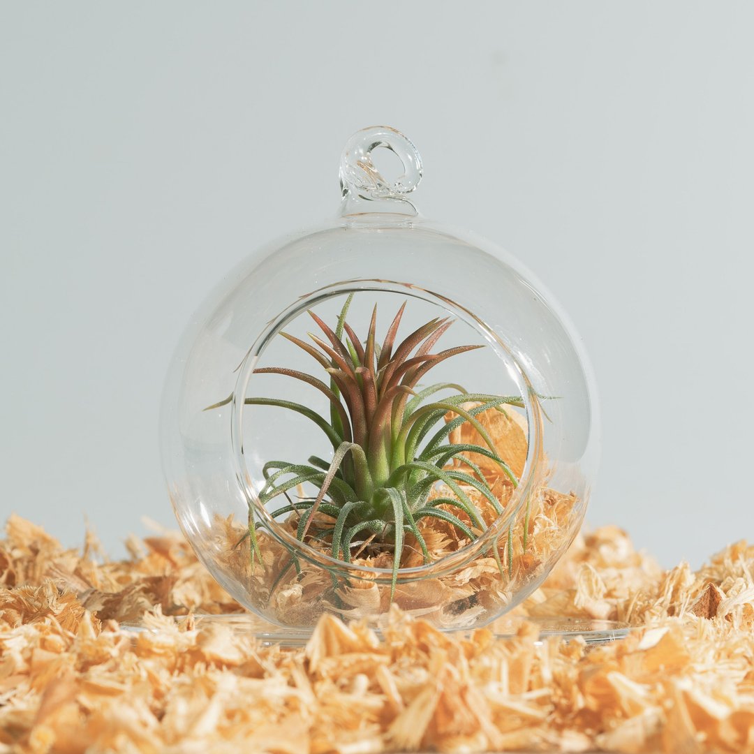 空凤玻璃球 - 红宝石、福果、小精灵、棉花糖 礼物 - 植栽/盆栽 - 植物．花 橘色