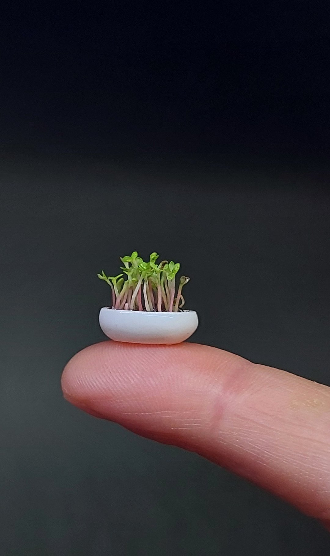 Miniature greenery in a pot 1:12, Dollhouse plants, Micro plants, seedlings - 植栽/盆栽 - 粘土 绿色
