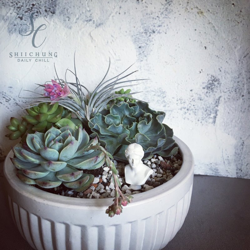 SCgift PetitJardin微花园 维纳斯花园爱的小故事 多肉观赏盆栽 - 植栽/盆栽 - 植物．花 