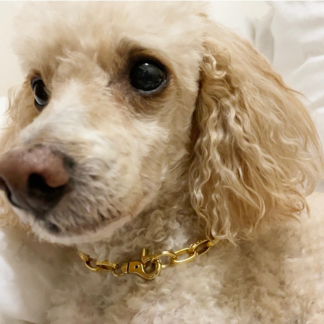 PET 宠物金项链圈 - 项圈/牵绳 - 其他金属 金色