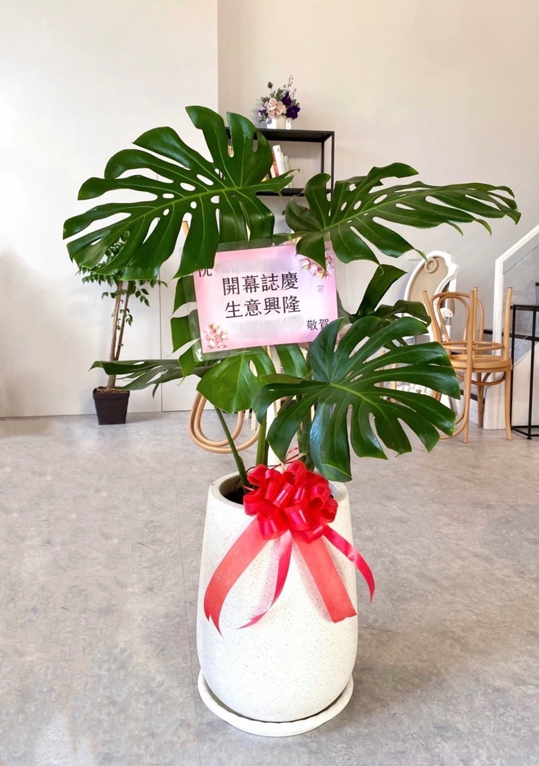 【限新竹地区】【送礼盆栽】龟背芋(XL) | 白水磨石高瓮盆 - 植栽/盆栽 - 植物．花 