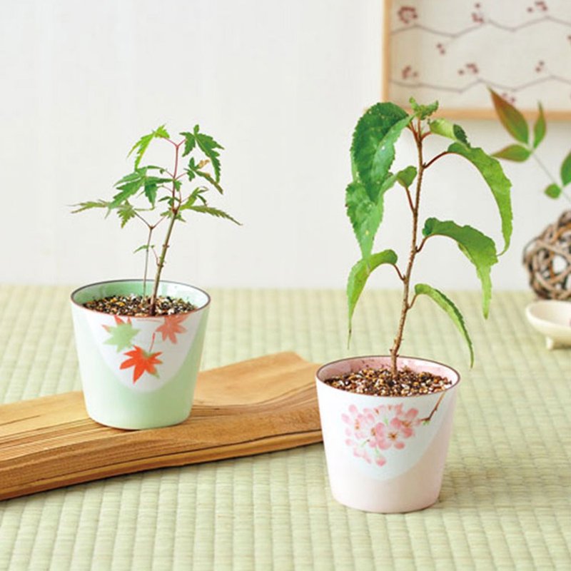 【日本限定】 季节限定盆景栽培 / 枫叶款 - 植栽/盆栽 - 陶 绿色