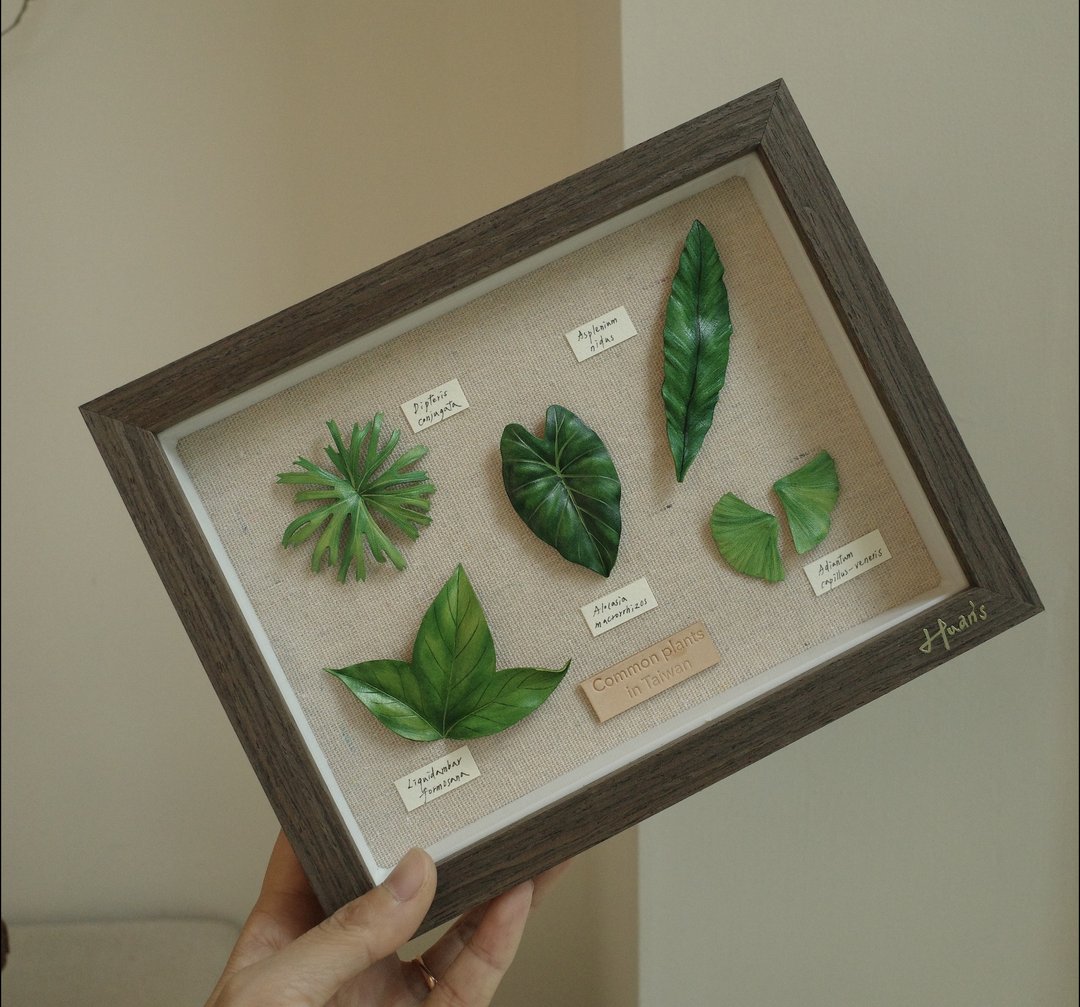 台湾常见植物标本相框 Common plants in Taiwan - 画框/相框 - 真皮 