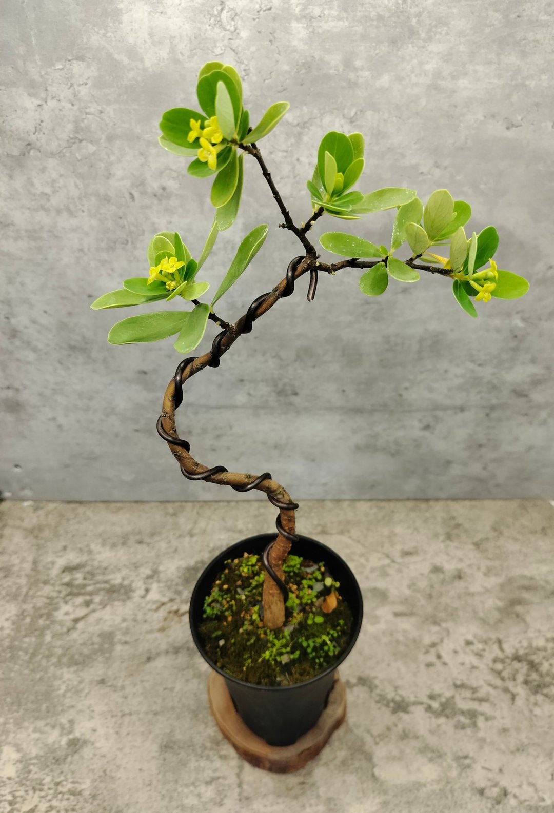 小型盆栽-地根棉   植物 盆栽 - 植栽/盆栽 - 植物．花 