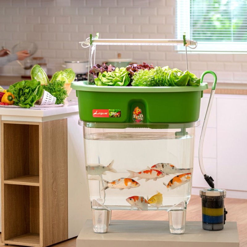 鱼菜共生系统V2.0-1 - 植栽/盆栽 - 塑料 绿色