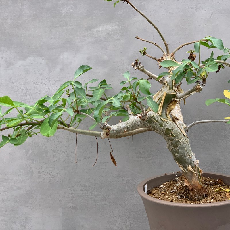 乐高没药 | 橄榄科 | 多肉 块根(一物一拍) | C.logologo - 植栽/盆栽 - 植物．花 