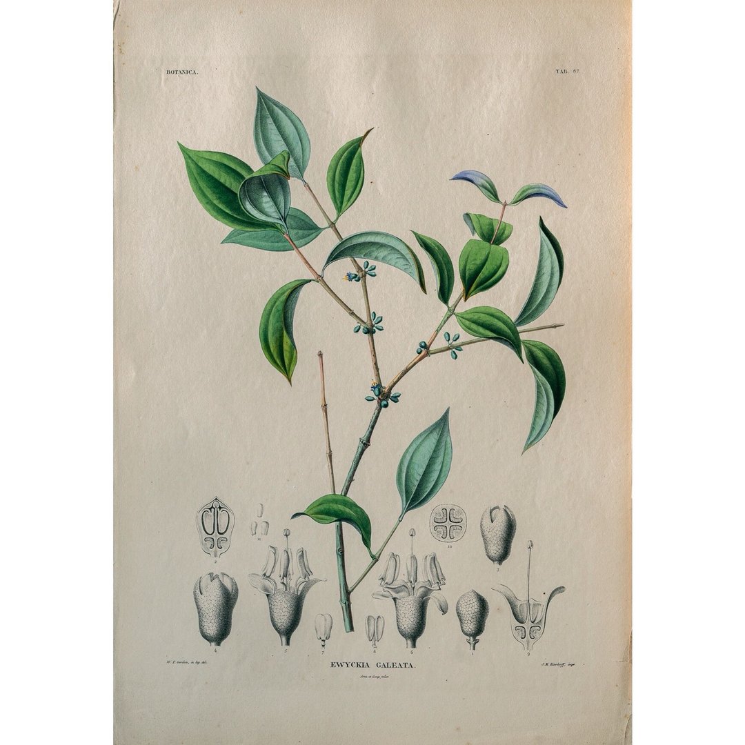 翼药花属 Ewyckia Galeata - 植物图鉴-版画 - 海报/装饰画/版画 - 纸 