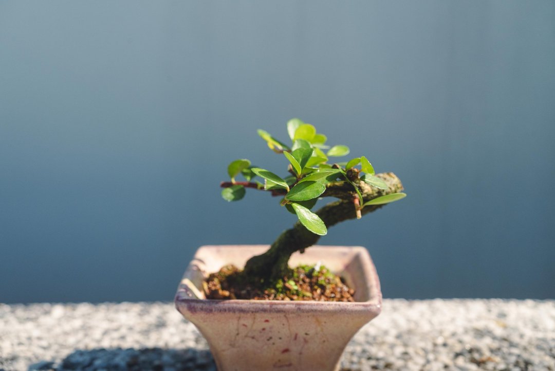 牛港刺迷你盆栽 豆盆栽 - 植栽/盆栽 - 植物．花 绿色