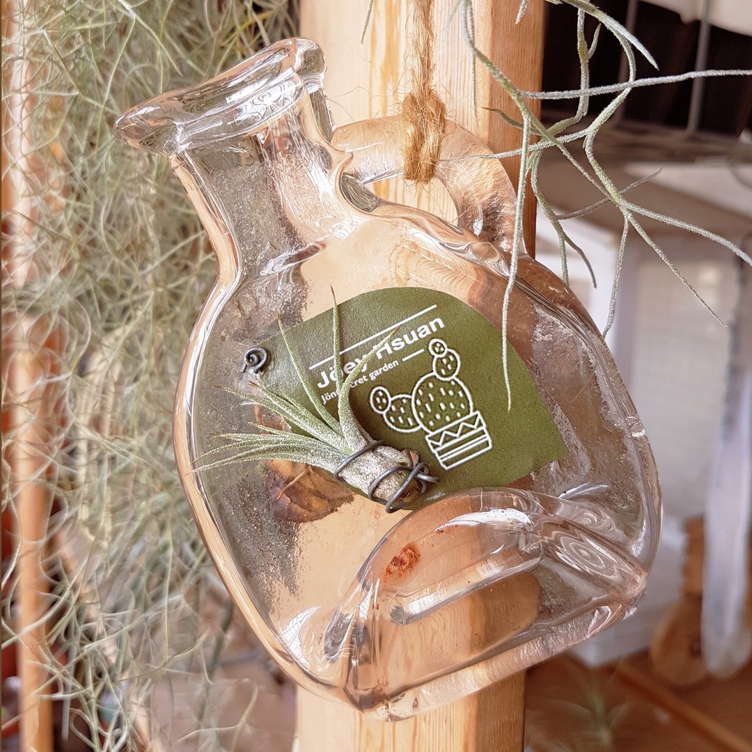 瓶中精灵 玻璃吊盆(Hanging pot of genie in a bottle) - 植栽/盆栽 - 玻璃 透明