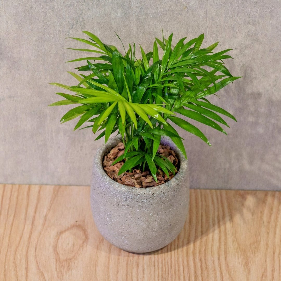 袖珍椰子 桌上型水泥盆栽 观叶植物 礼物 盆栽 交换礼物 - 植栽/盆栽 - 植物．花 灰色