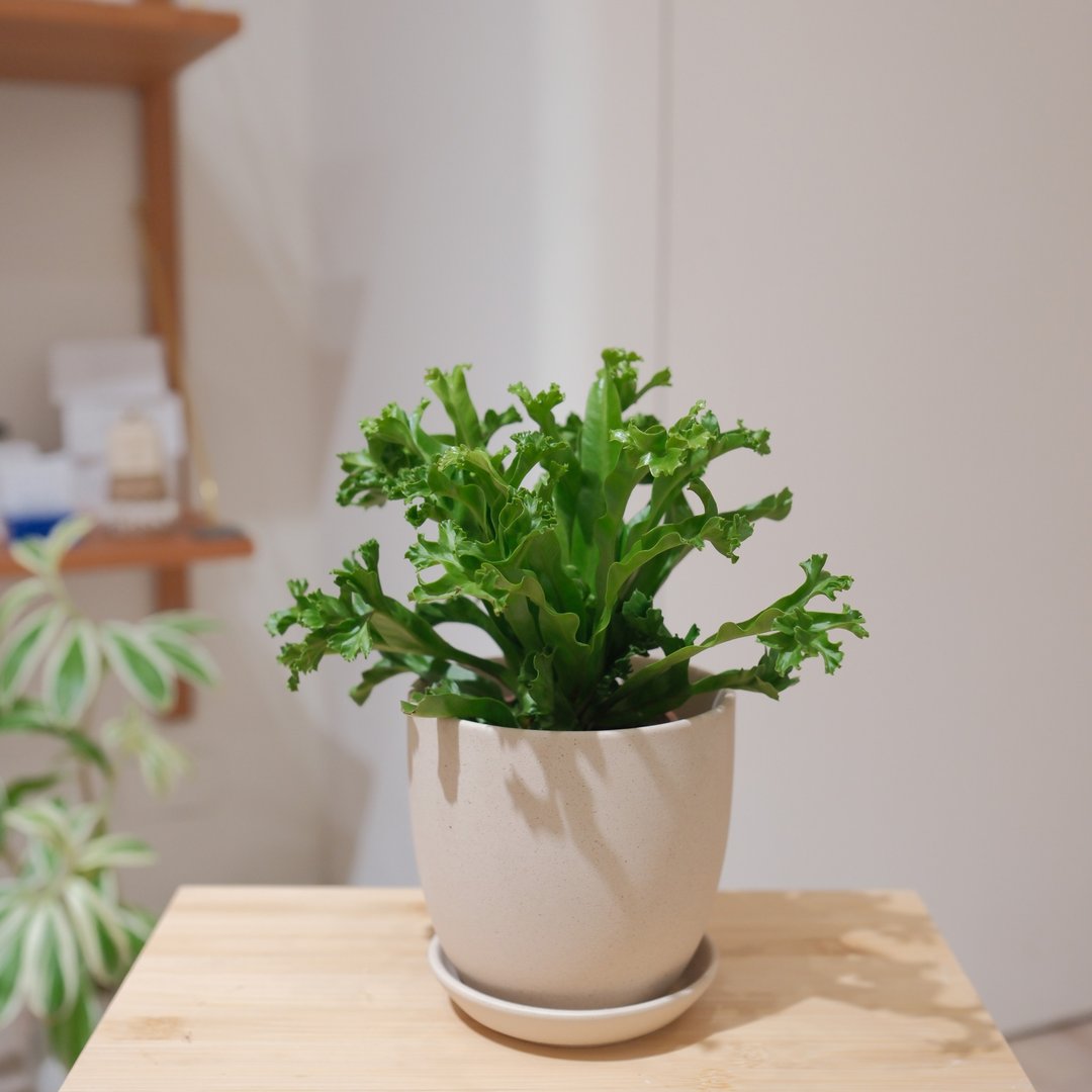 鹿角山苏/ 雷斯利山苏 - 植栽/盆栽 - 植物．花 