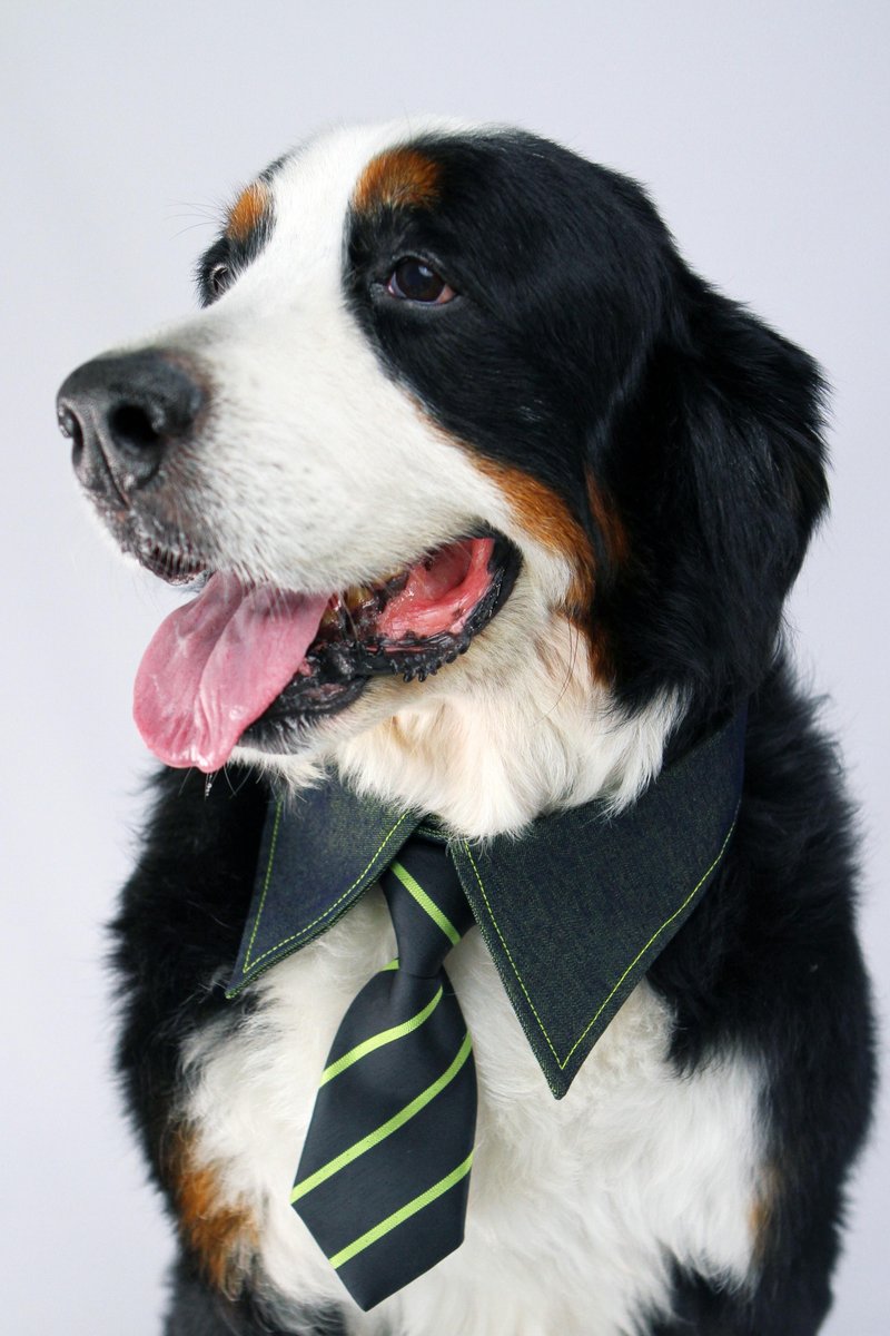 宠物单面衬衫领- 黄蓝色YE (4XL/5XL/6XL) - 衣/帽 - 其他材质 蓝色