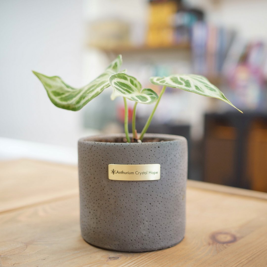 Anthurium 'Crystal Hope' 希望水晶花烛 | 室内植栽 | 观叶植物 - 植栽/盆栽 - 植物．花 绿色