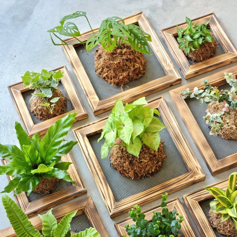 板植专区 / 上板植物 壁挂植栽 山苏 常春藤 虎尾兰 合果芋 - 植栽/盆栽 - 植物．花 
