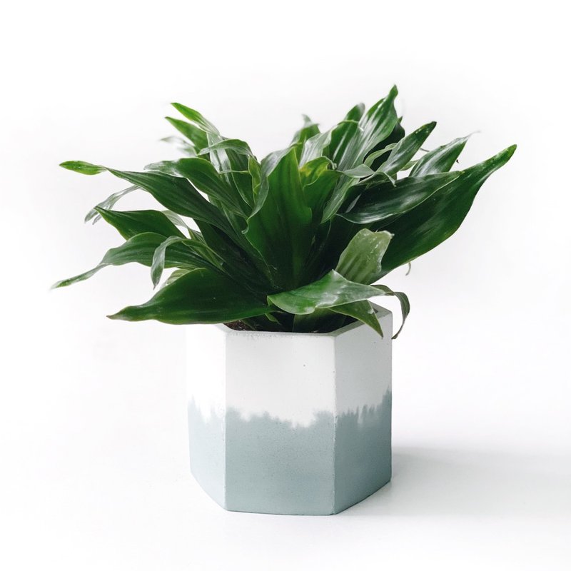 (预购) 莫兰迪绿系列 | 阿波罗千年木 六边形双色水泥观叶植栽 - 植栽/盆栽 - 植物．花 绿色