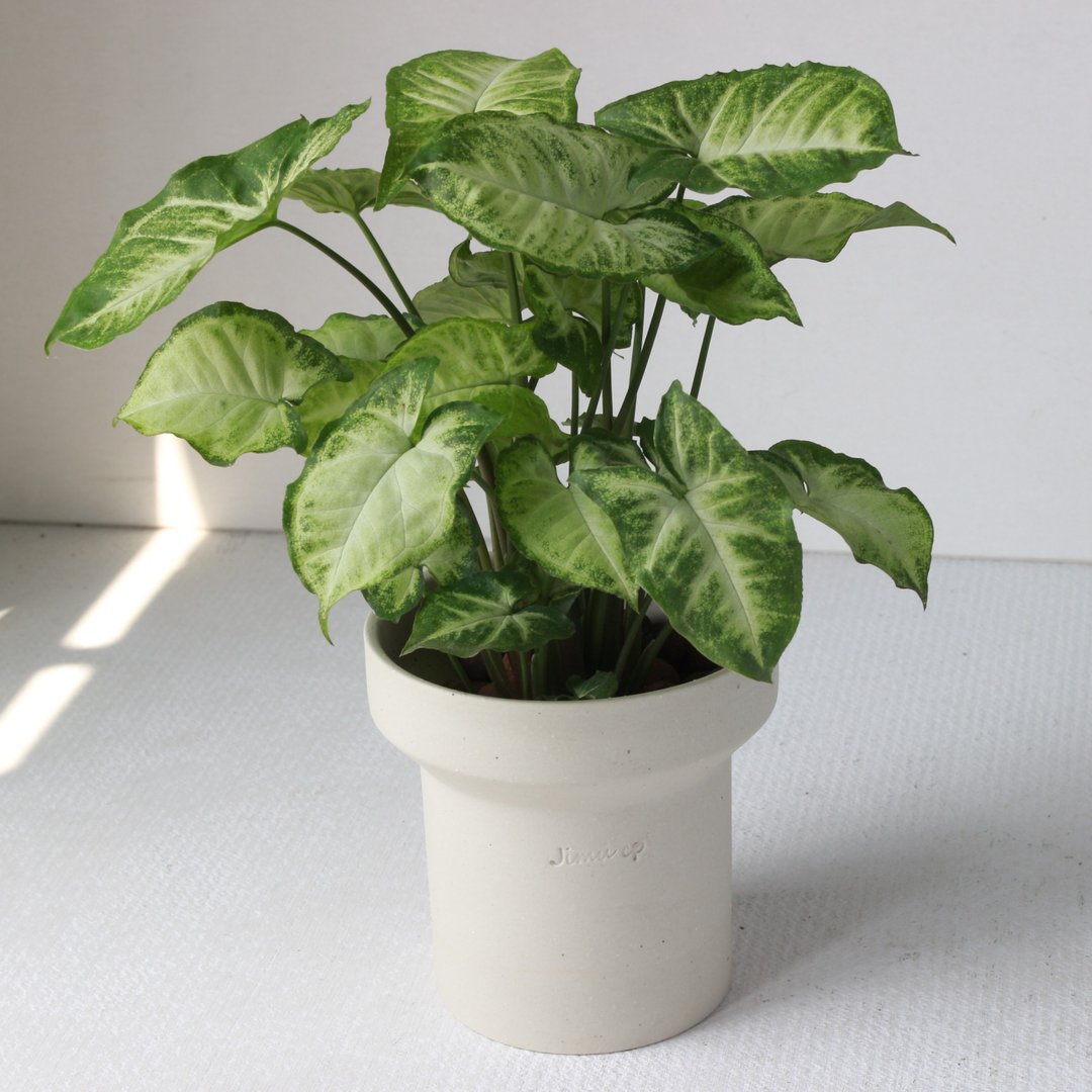植栽 盆栽 l 绿精灵合果芋(中盆) 韩国烟囱款盆器 好看好养植栽 - 植栽/盆栽 - 陶 