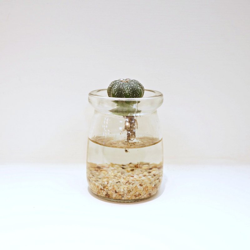 兜丸│多肉水耕植栽│迷你陶盆│ - 植栽/盆栽 - 植物．花 