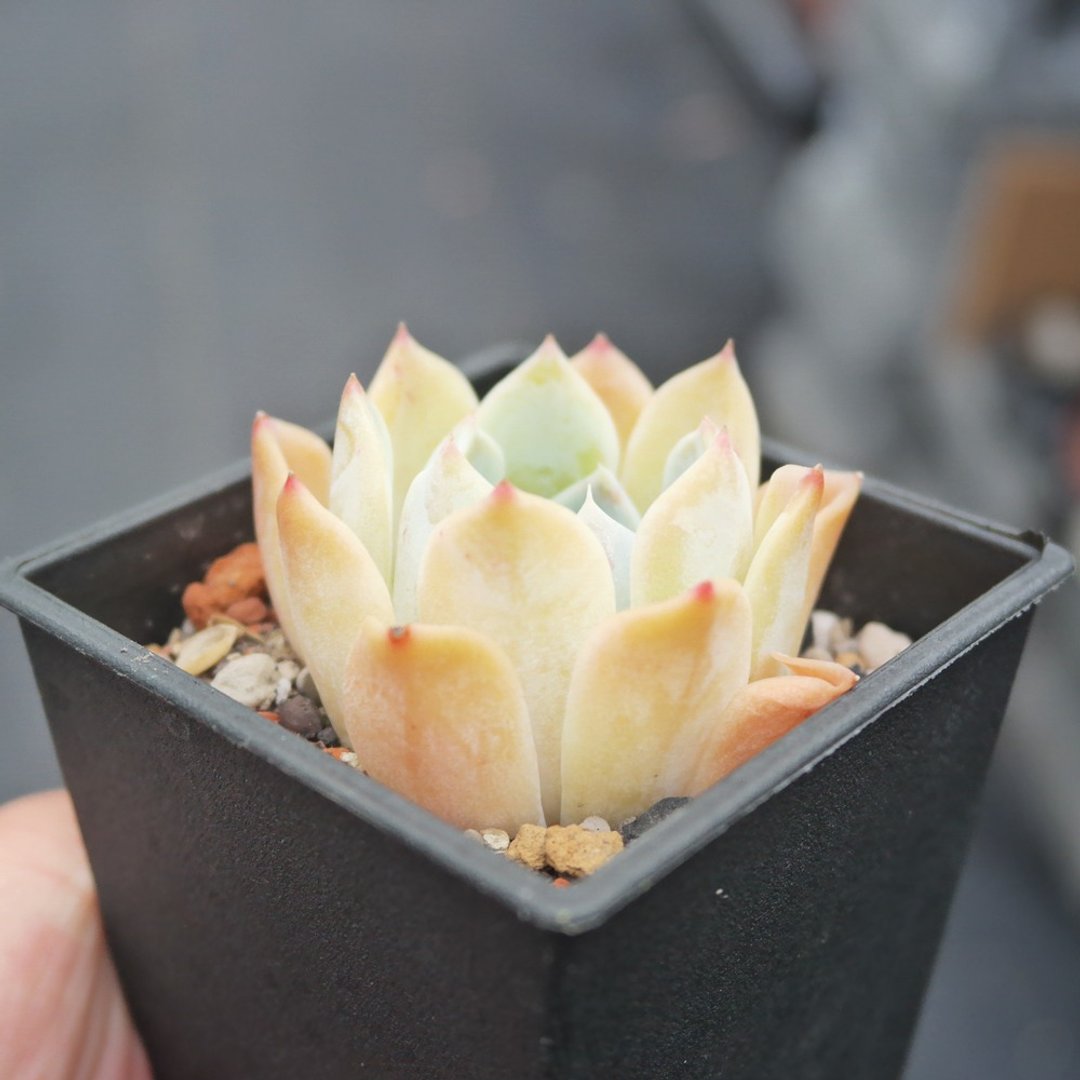 豆豆多肉植物与小杂货-植物-冰谷丝 - 植栽/盆栽 - 植物．花 
