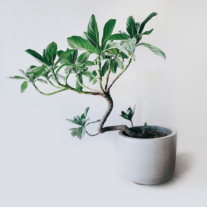 白水木 - 植栽/盆栽 - 植物．花 灰色