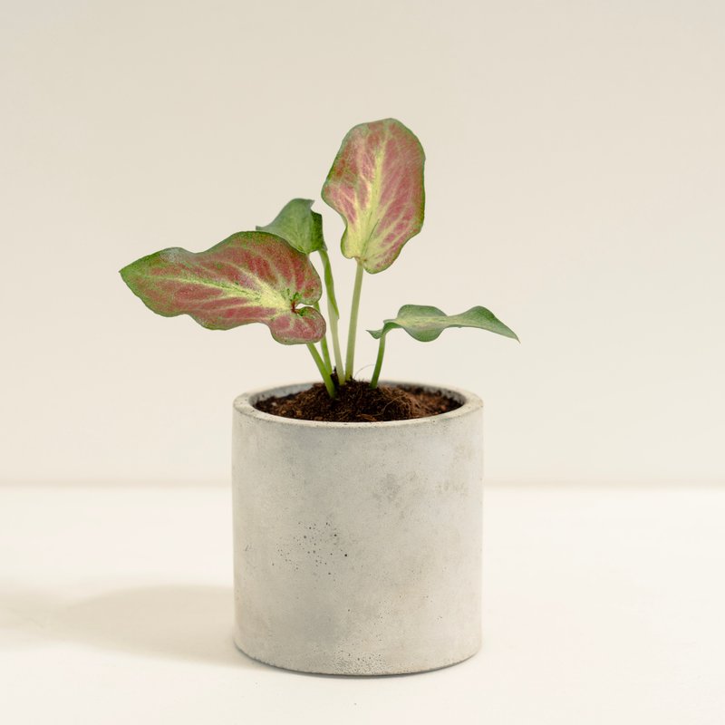 和牛彩叶芋│泥作系列│福所栽 - 植栽/盆栽 - 水泥 红色
