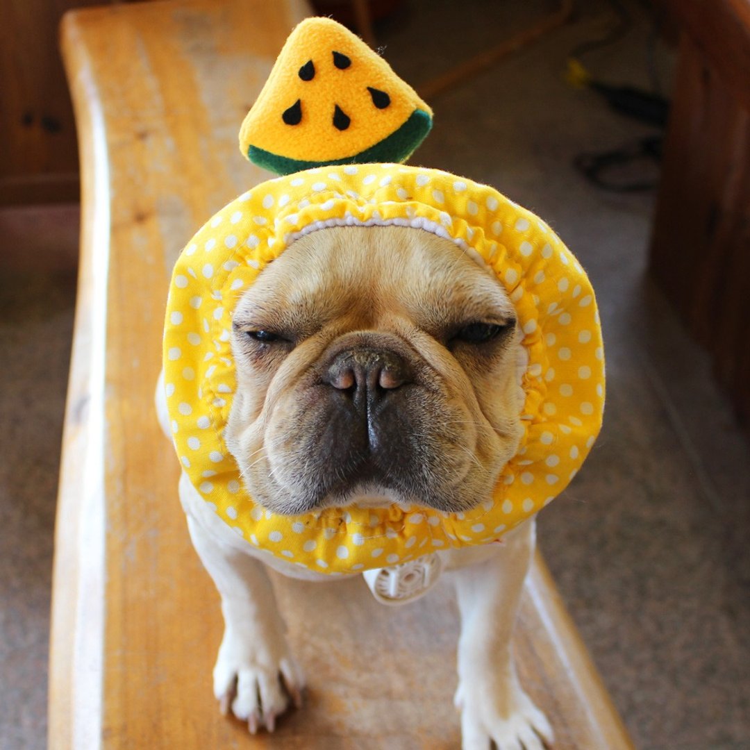 Chilled dog Zura * Yellow- * Yellow watermelon - 衣/帽 - 羊毛 黄色