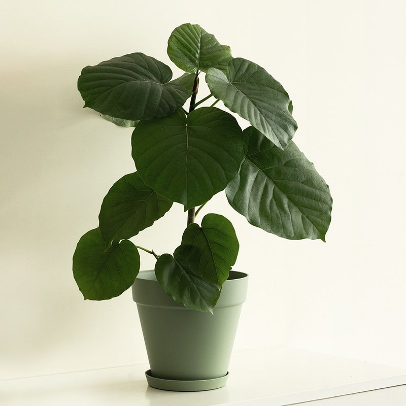 Ficus Umbellata 爱心榕大植栽_荷兰设计极简雾面盆 - 植栽/盆栽 - 植物．花 