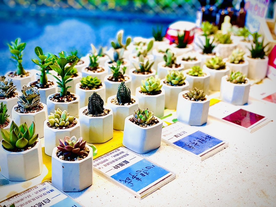【春天、永续限定】热销全台首创扩香石多肉植物_SDGs、毕业礼 - 摆饰 - 其他材质 白色