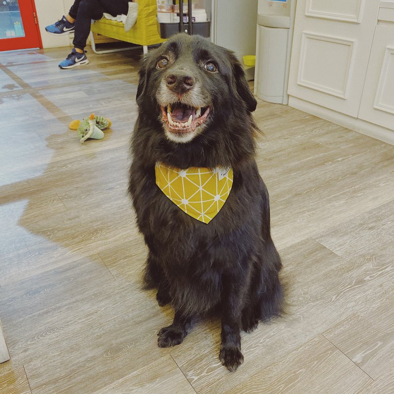 几何图案毛孩领巾 - 衣/帽 - 棉．麻 橘色