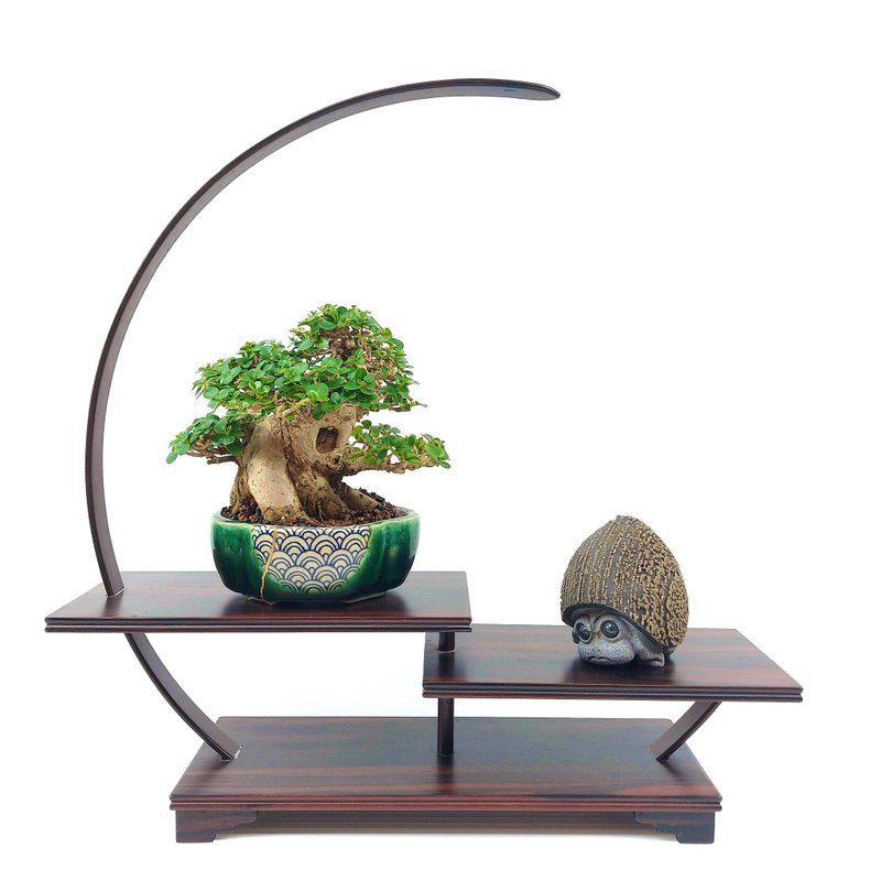 小品盆栽・米叶寿娘子 - 植栽/盆栽 - 植物．花 
