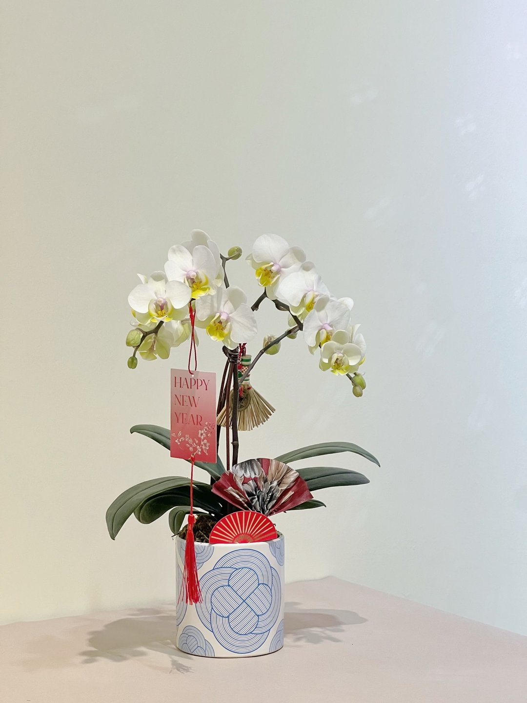 贺年兰花室内盆栽 - 植栽/盆栽 - 植物．花 